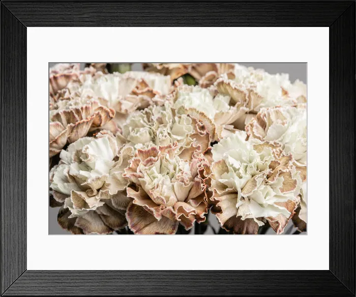 Framed Print : Petal of beige dyed Carnation, flower background. Dianthus caryophyllus. Spring flower pattern