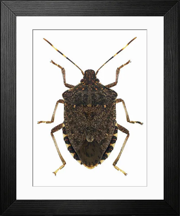 Framed Print : Brown marmorated stink bug Halyomorpha halys Framed Print : Brown marmorated stink bug Halyomorpha halys