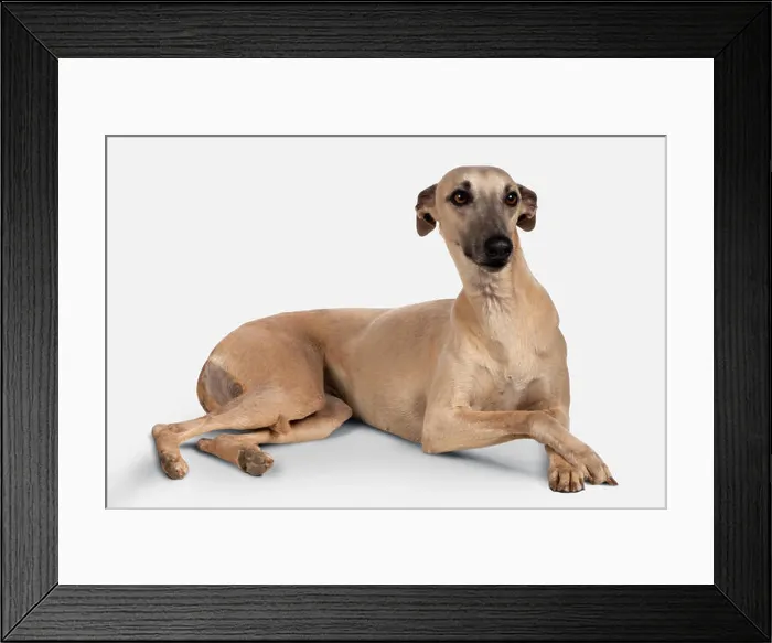 Framed Print : Fawn Whippet lying down, front paws crossed Framed Print : Fawn Whippet lying down, front paws crossed