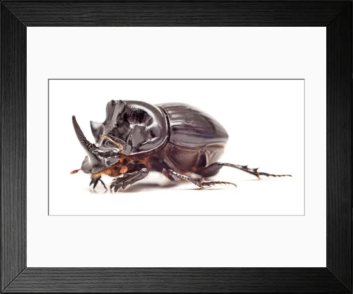 Framed Print : Black Rhinoceros Beetle isolated on white background. Close up. Selective focus Framed Print : Black Rhinoceros Beetle isolated on white background. Close up. Selective focus