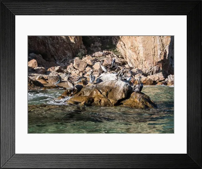 Framed Print : A group or flock of brown pelicans sit atop a whitewashed rock near Cabo Arch, Cabo San Lucas, Baja Peninsula, Mexico Framed Print : A group or flock of brown pelicans sit atop a whitewashed rock near Cabo Arch, Cabo San Lucas, Baja Peninsula, Mexico