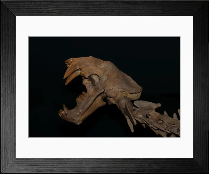 Framed Print : Fossil skull of a Saber Cat, Xenosmilus hodsonae, from the Pleistocene 1.8 million to 10, 000 years ago Framed Print : Fossil skull of a Saber Cat, Xenosmilus hodsonae, from the Pleistocene 1.8 million to 10, 000 years ago