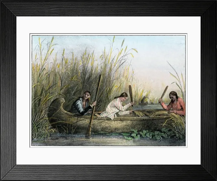 Framed Print : Ojibwa women gathering wild rice. Hand-colored halftone of a Seth Eastman illustration Framed Print : Ojibwa women gathering wild rice. Hand-colored halftone of a Seth Eastman illustration
