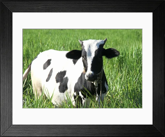Framed Print : Black and white jersey breed cow in green grass Framed Print : Black and white jersey breed cow in green grass
