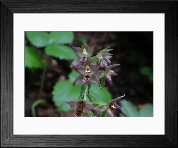 Framed Print : Epipactis helleborine, Broad-Leaved Helleborine. Wild plant shot in summer Framed Print : Epipactis helleborine, Broad-Leaved Helleborine. Wild plant shot in summer