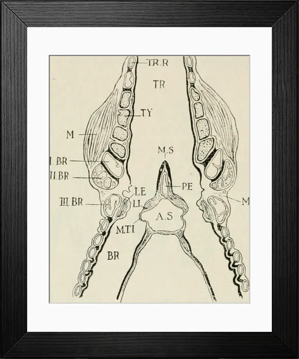 Framed Print : The biology of birds. Birds. 126 THE BIOLOGY OF BIRDS membranes function as vocal cords Framed Print : The biology of birds. Birds. 126 THE BIOLOGY OF BIRDS membranes function as vocal cords