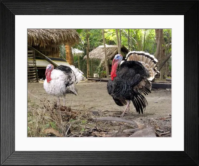 Framed Print : Two turkeys together on a field at the Philippines 22.2.2017 Framed Print : Two turkeys together on a field at the Philippines 22.2.2017