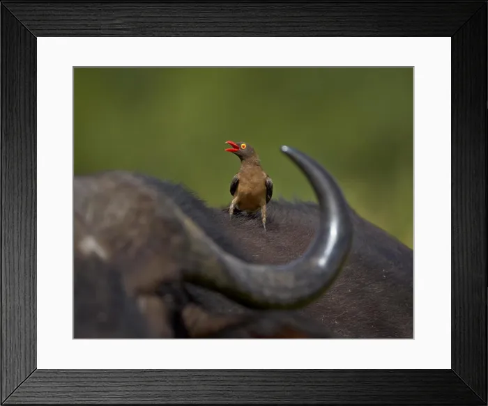 Framed Print : Red-billed Oxpecker (Buphagus erythrorhynchus), Kruger National Park, South Africa, Africa Framed Print : Red-billed Oxpecker (Buphagus erythrorhynchus), Kruger National Park, South Africa, Africa