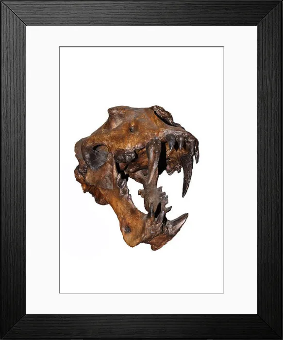 Framed Print : Homotherium serum, skeleton the scimitar cat in the Beringia museum of Canada Framed Print : Homotherium serum, skeleton the scimitar cat in the Beringia museum of Canada