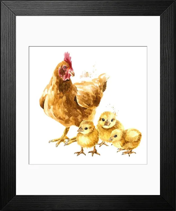 Framed Print : Hen and small yellow fluffy Chicks, Hand drawn watercolor illustration isolated on white background Framed Print : Hen and small yellow fluffy Chicks, Hand drawn watercolor illustration isolated on white background
