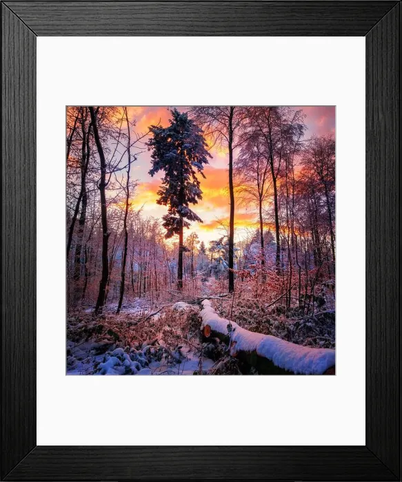 Framed Print : dusk, forest, winter, afterglow, dusks, twilight, forests, wood, woodland, woods, winters Framed Print : dusk, forest, winter, afterglow, dusks, twilight, forests, wood, woodland, woods, winters