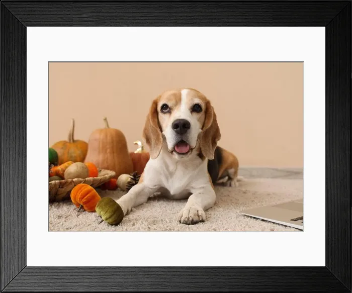Framed Print : Cute Beagle dog with pumpkins near beige wall. Thanksgiving Day celebration Framed Print : Cute Beagle dog with pumpkins near beige wall. Thanksgiving Day celebration