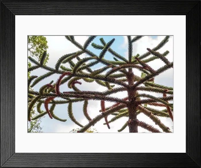 Framed Print : Needles of evergreen tree Araucaria araucana Framed Print : Needles of evergreen tree Araucaria araucana