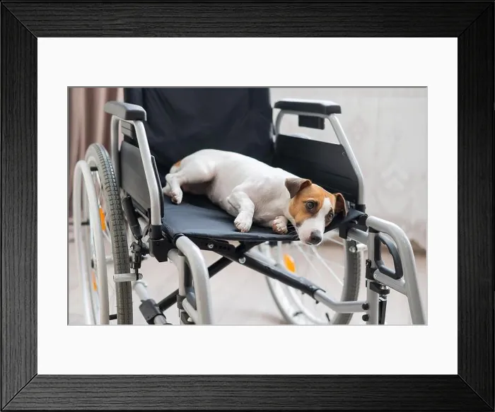 Framed Print : Jack Russell Terrier dog sits in a wheelchair. A devoted friend is waiting for the owner Framed Print : Jack Russell Terrier dog sits in a wheelchair. A devoted friend is waiting for the owner