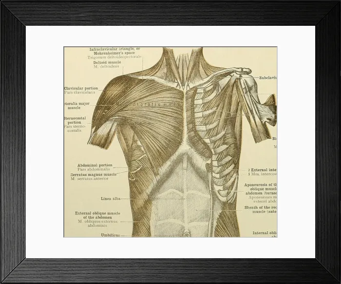 Framed Print : An atlas of human anatomy for students and physicians Framed Print : An atlas of human anatomy for students and physicians