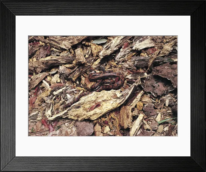Framed Print : Roraima State Amazon Brazil Anaconda camouflaged among bits of wood Framed Print : Roraima State Amazon Brazil Anaconda camouflaged among bits of wood