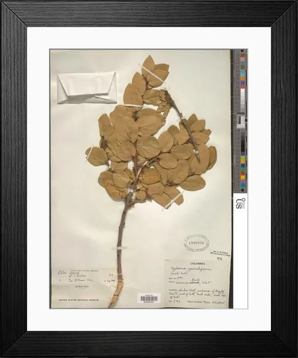 Framed Print : Xylosma spiculifera Tul Triana Planch