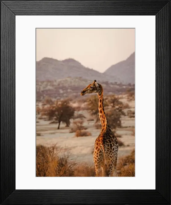 Framed Print : Vertical shot of a beautiful giraffe in i habitat on safari in the Okavanga, Delta, Botswana Framed Print : Vertical shot of a beautiful giraffe in i habitat on safari in the Okavanga, Delta, Botswana
