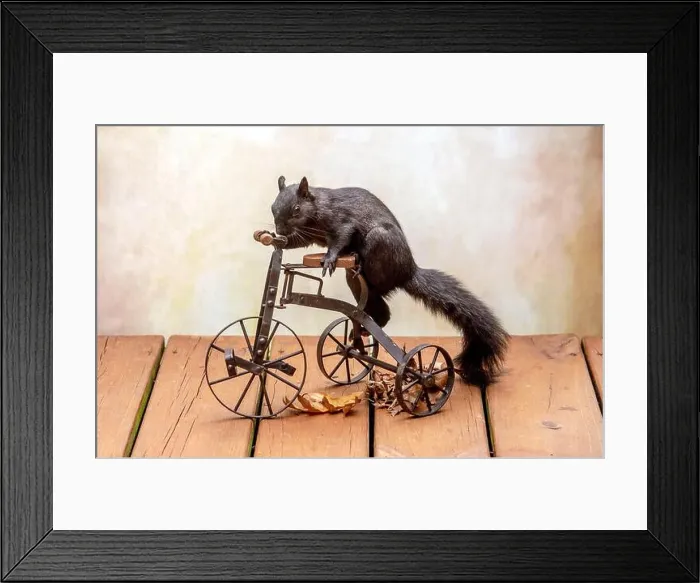Framed Print : A funny, adorable black squirrel hops on a small metal tricycle, as if he is going for a ride Framed Print : A funny, adorable black squirrel hops on a small metal tricycle, as if he is going for a ride