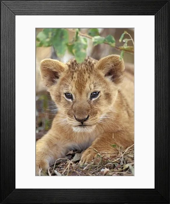 Framed Print : Lion, Loewe, cub Framed Print : Lion, Loewe, cub