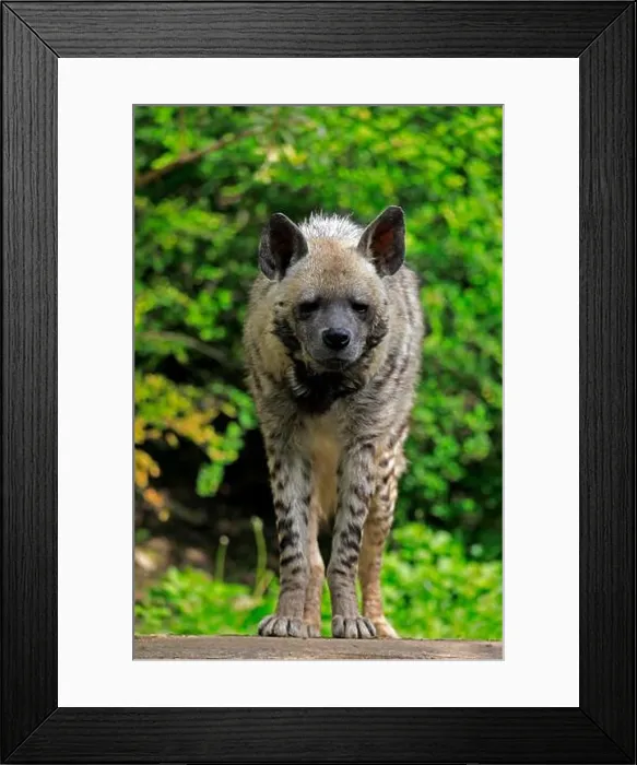 Framed Print : Striped hyena (Hyaena hyaena), adult, alert, captive Framed Print : Striped hyena (Hyaena hyaena), adult, alert, captive