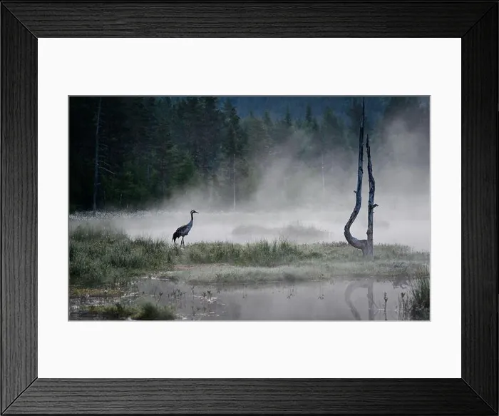 Framed Print : Common crane (Grus grus) in morning mist at lake in Telemark, Norway Framed Print : Common crane (Grus grus) in morning mist at lake in Telemark, Norway