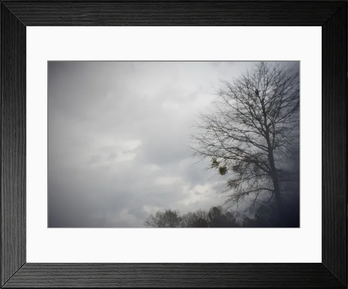 Framed Print : Tree bare except for patches of mistletoe against a cloudy sky This photo was made with a modified lens no digital