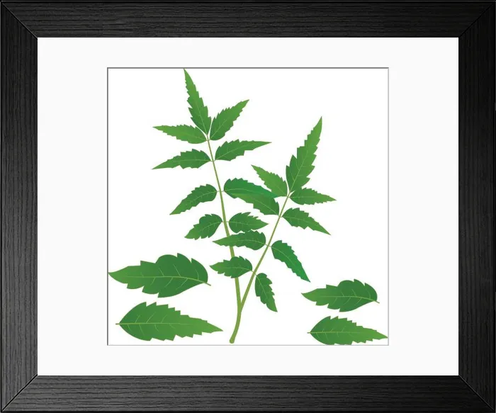 Framed Print : Neem tree leaves vector illustration Medicinal Neem leafs Framed Print : Neem tree leaves vector illustration Medicinal Neem leafs