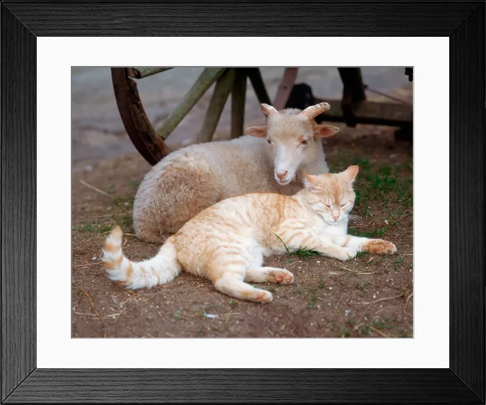 Framed Print : Domestic Cat and Sheep Framed Print : Domestic Cat and Sheep