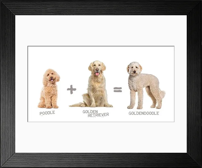 Framed Print : Illustration of a mix between two breeds of dog - poodle and Golden retriever giving birth to a Goldendoodle