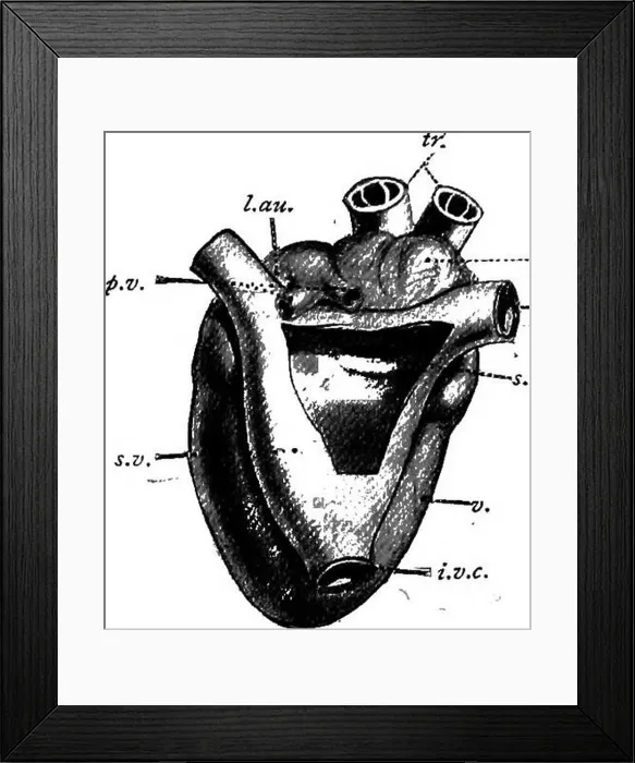 Framed Print : A manual of elementary zoology Framed Print : A manual of elementary zoology