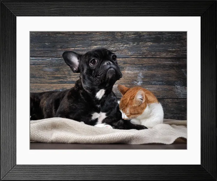 Framed Print : Dog and cat on a background of an old wooden wall. Pets sad, dog crying and looking hopeful Framed Print : Dog and cat on a background of an old wooden wall. Pets sad, dog crying and looking hopeful
