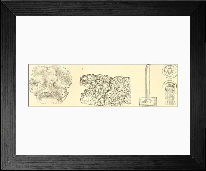 Framed Print : Botanique cryptogamique, ou Histoire des familles naturelles des plantes infrieures Framed Print : Botanique cryptogamique, ou Histoire des familles naturelles des plantes infrieures