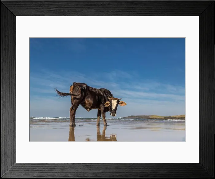 Framed Print : Black bull with a white forehead standing on a Transkei beach near Kob Inn Framed Print : Black bull with a white forehead standing on a Transkei beach near Kob Inn