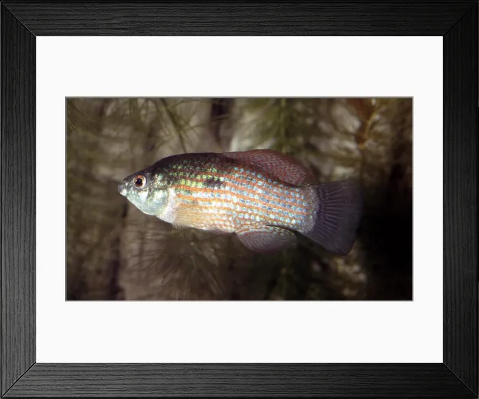 Framed Print : American flagfish, Jordanella floridae Framed Print : American flagfish, Jordanella floridae