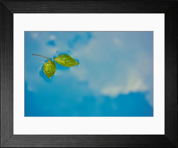 Framed Print : Green leaves floating in the calm water reflecting the sky, environmental, ecology concept, save our planet Framed Print : Green leaves floating in the calm water reflecting the sky, environmental, ecology concept, save our planet