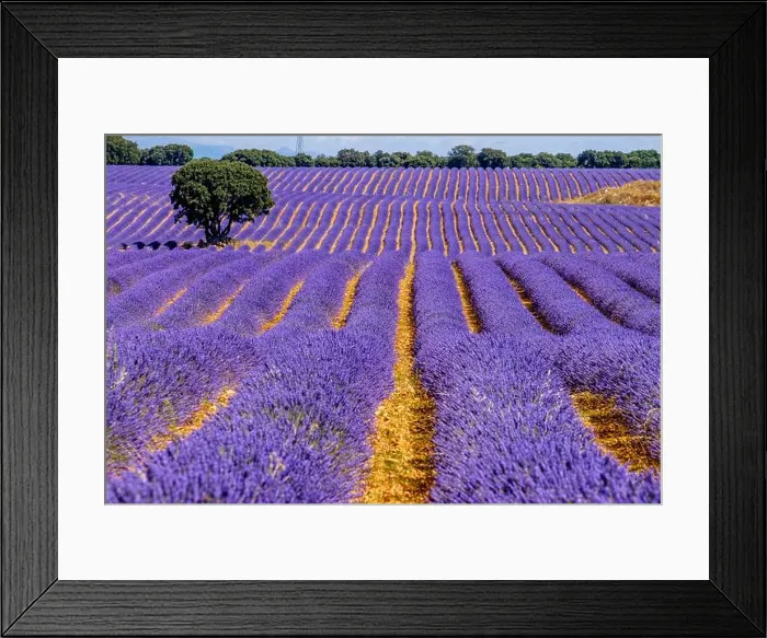 Framed Print : Lavender fields in Brihuega, Guadalajara, Spain Framed Print : Lavender fields in Brihuega, Guadalajara, Spain