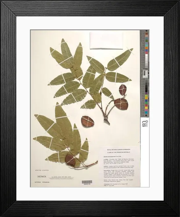 Framed Print : Stahlia monosperma Tul Urb Stahlia monosperma Tul Urb Framed Print : Stahlia monosperma Tul Urb Stahlia monosperma Tul Urb