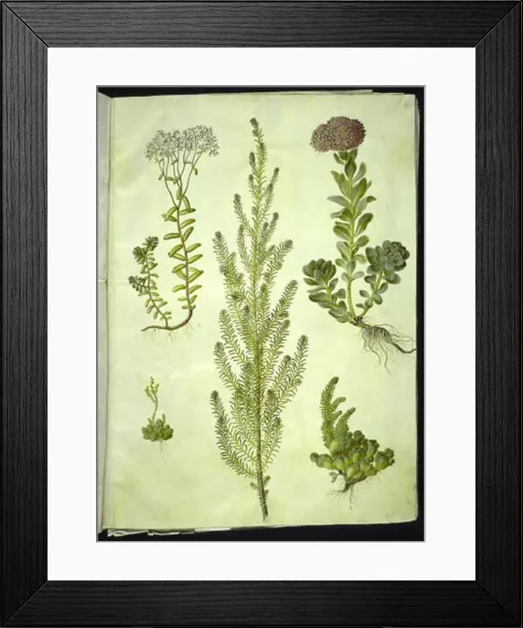 Framed Print : Gouache drawing by Hans Simon Holtzbecker and Maria Sibylla Merian depicts Sedum album Framed Print : Gouache drawing by Hans Simon Holtzbecker and Maria Sibylla Merian depicts Sedum album