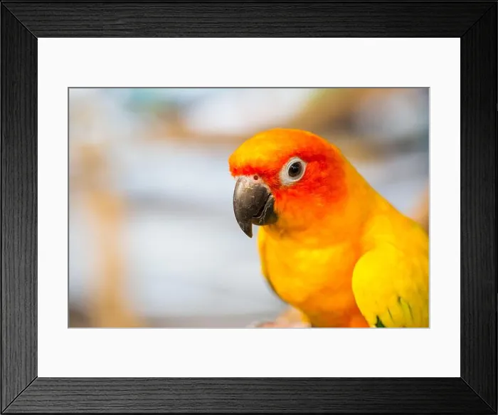 Framed Print : Close up head and mouse of Sun Parakeet or Sun Conure yellow and orange parrot bird Framed Print : Close up head and mouse of Sun Parakeet or Sun Conure yellow and orange parrot bird