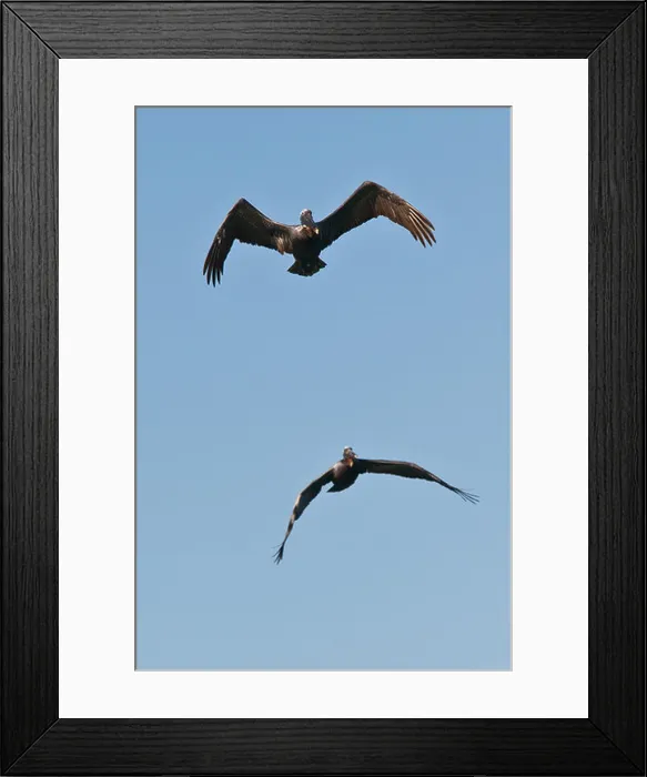 Framed Print : Two Brown Pelicans in flight in Rincon, Puerto Rico Framed Print : Two Brown Pelicans in flight in Rincon, Puerto Rico