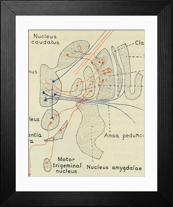 Framed Print : Cunningham's Text-book of anatomy Framed Print : Cunningham's Text-book of anatomy