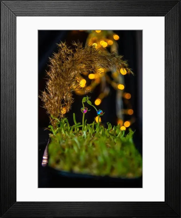 Framed Print : Pea microgreen sprouts close up. Love story Framed Print : Pea microgreen sprouts close up. Love story