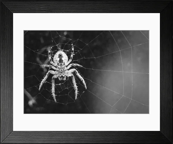 Framed Print : lurking spider on a peacock Framed Print : lurking spider on a peacock