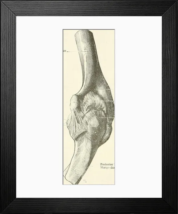 Framed Print : An atlas of human anatomy for students and physicians Framed Print : An atlas of human anatomy for students and physicians