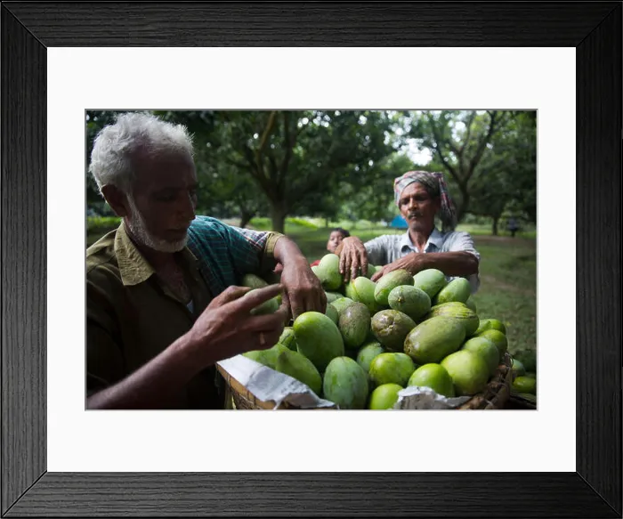 Framed Print : Workers packaging mangoes into bamboo basket at Kanshat. Chapainawabganj, Bangladesh Framed Print : Workers packaging mangoes into bamboo basket at Kanshat. Chapainawabganj, Bangladesh