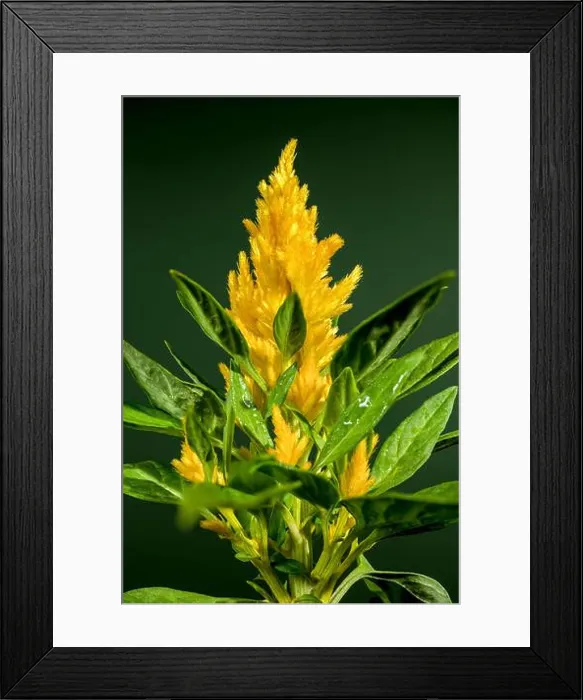 Framed Print : Beautiful Blooming yellow Celosia flower or woolflower on a green background. Flower head close-up Framed Print : Beautiful Blooming yellow Celosia flower or woolflower on a green background. Flower head close-up