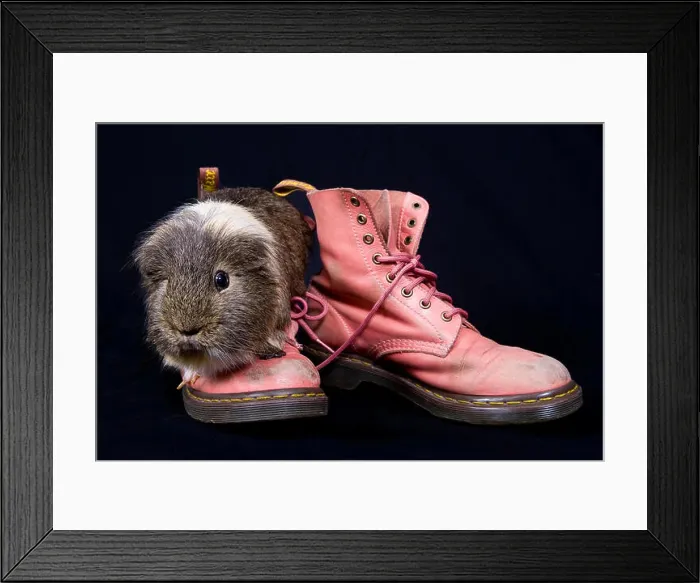 Framed Print : Pink dr marten boots and a guinea pig in the studio Framed Print : Pink dr marten boots and a guinea pig in the studio
