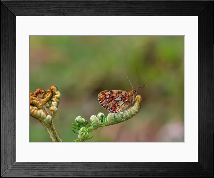 Framed Print : Pearl-bordered Fritillary perched on Bracken. Verdley Wood, Henley, Sussex, England Framed Print : Pearl-bordered Fritillary perched on Bracken. Verdley Wood, Henley, Sussex, England