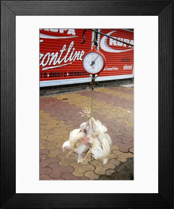Framed Print : Chicken broiler English weighting before sale at Dadar ; Mumbai Bombay ; Maharashtra ; India Framed Print : Chicken broiler English weighting before sale at Dadar ; Mumbai Bombay ; Maharashtra ; India